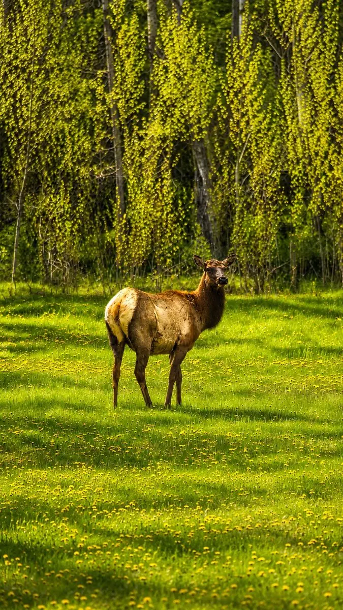 Elk in Northern Michigan