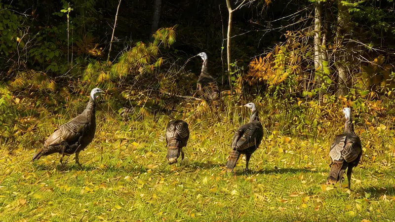 Wild turkeys near the property